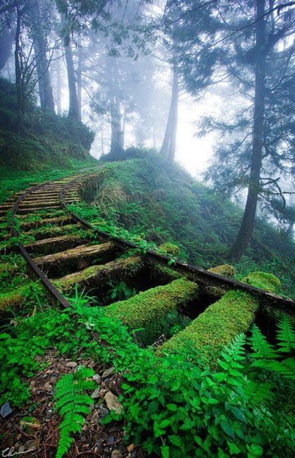 Moss Covered Railroad Tracks, Taiwan