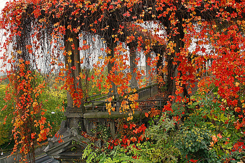 Autumn Vines, Weinberg, Germany