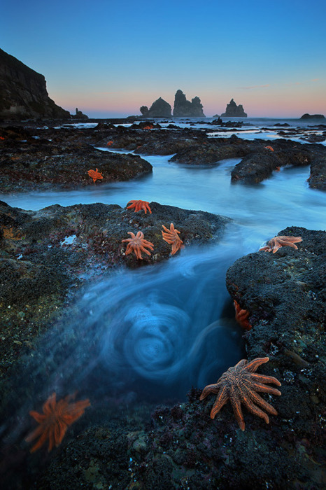 Starfish Colony, South Island, New Zealand
