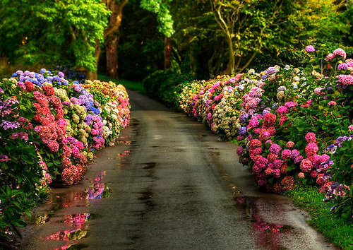 Flowered Lane, Yorkshire, England