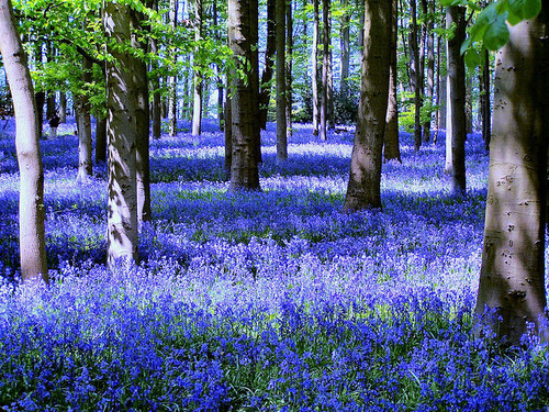 Bluebell Forest, Coton Manor, England