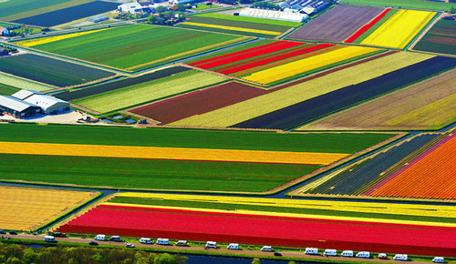 Tulip Fields, Lisse, Netherlands