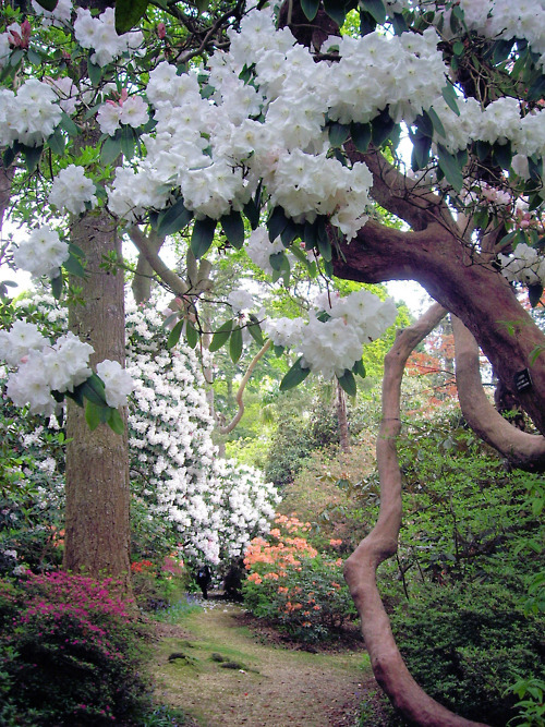 Leonardslee Gardens, Sussex, England