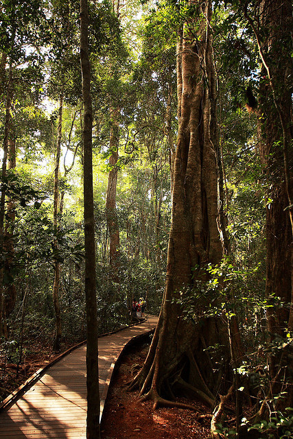 Lamington National Park, rainforest in south-east Queensland, Australia