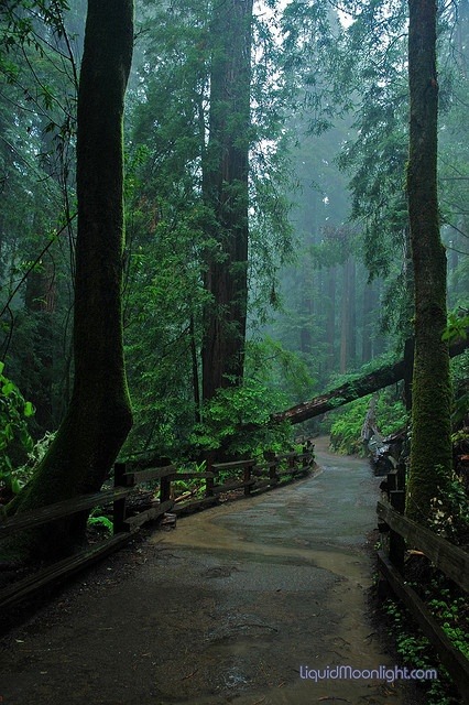 Fallen Redwood, Muir Woods, San Francisco