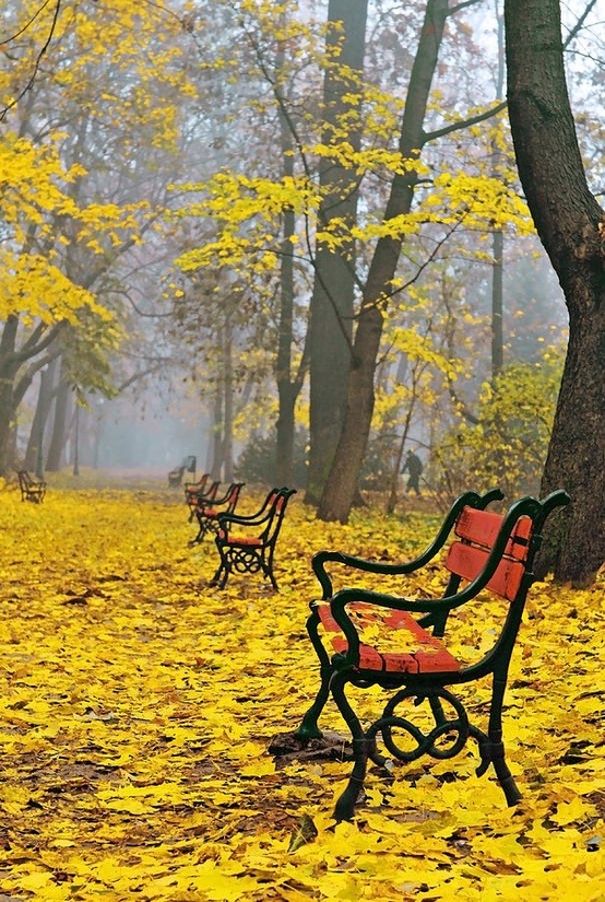Autumn Yellow, Poland