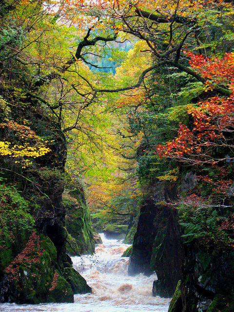 The Fairy Glen Gorge on the river Conwy, Wales