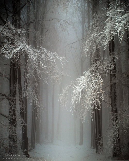 Mystical Snow Forest, Hungary