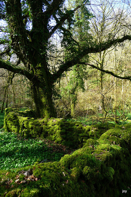 Ancient mossy wall in the forest, Somerset, England