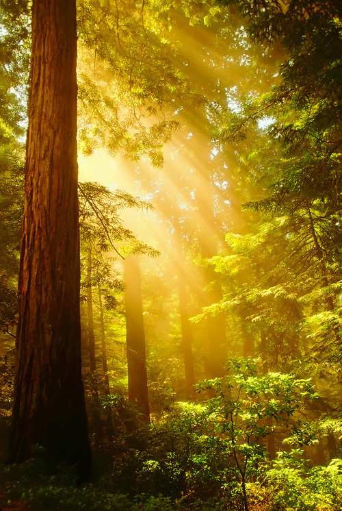 Golden Sunrays, The Redwoods, California
