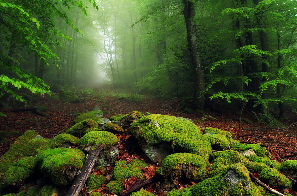 Magical Forest, France