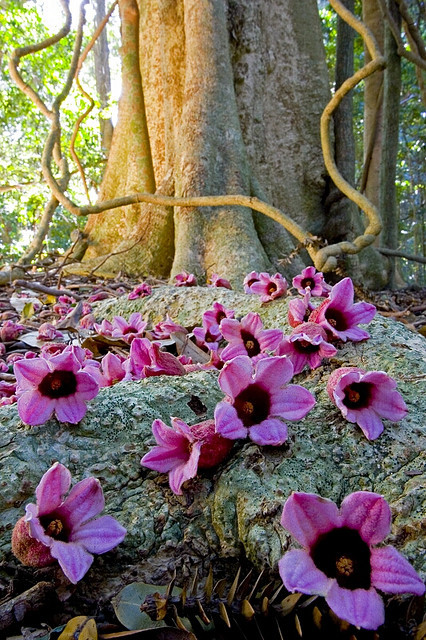 Tropical Flowers, Bunya Mountains, Australia