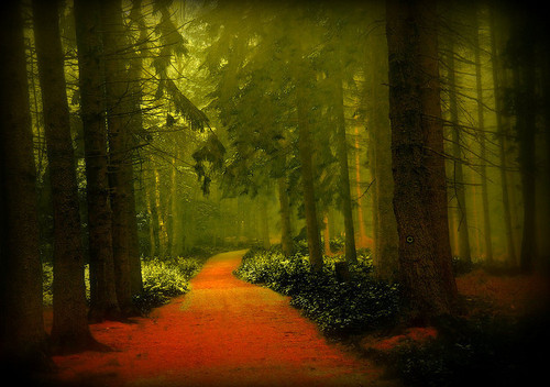 Mystical Forest, Oberbantenberg, Germany