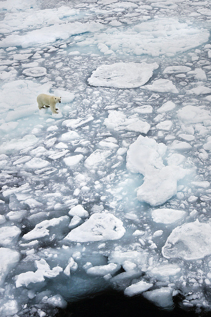 Polar bear on ice, Svalbard Archipelago, Norway