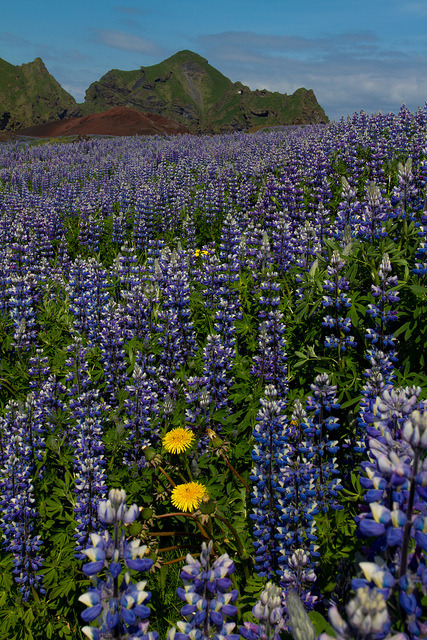 Lupin fields on Heimaey Island / Iceland