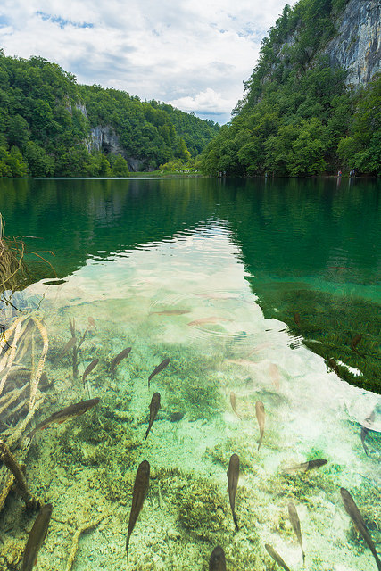 Fishes floating in the wonderful clear water of the Plitvice Lakes in Croatia