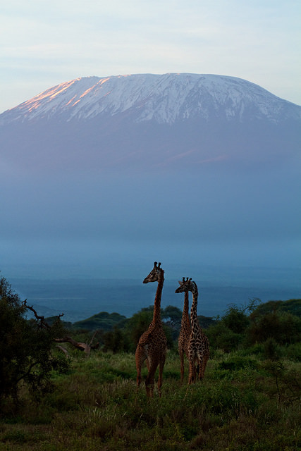 Amboseli National Park and Mount Kilimanjaro / Kenya